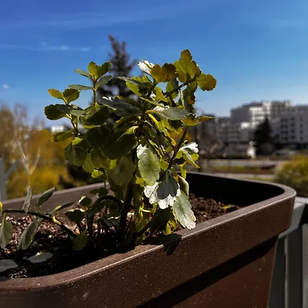 Kaito Kosmonautow 65m2 3 Sypialnie 6 Osob Appartement *